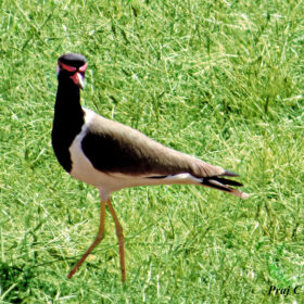 lapwing 2
